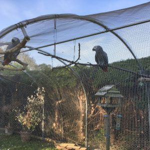 Bird Aviary Mesh with African Grey Parrots