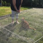 Cat run mesh with cat inside