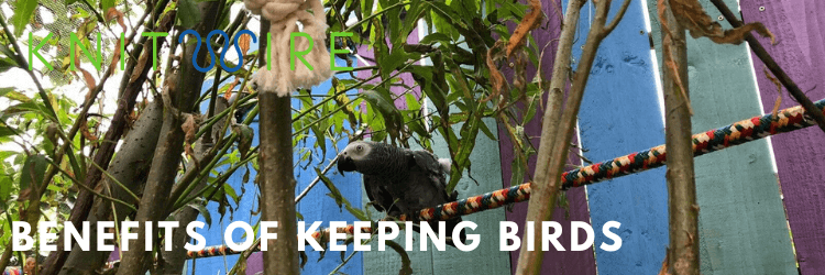 Benefits of keeping birds