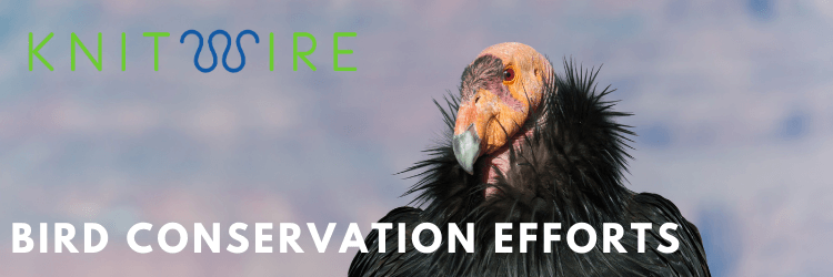 Bird Conservation Efforts California Condor