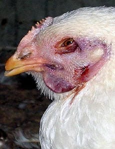 Symptoms of bird flu in chickens, swollen face