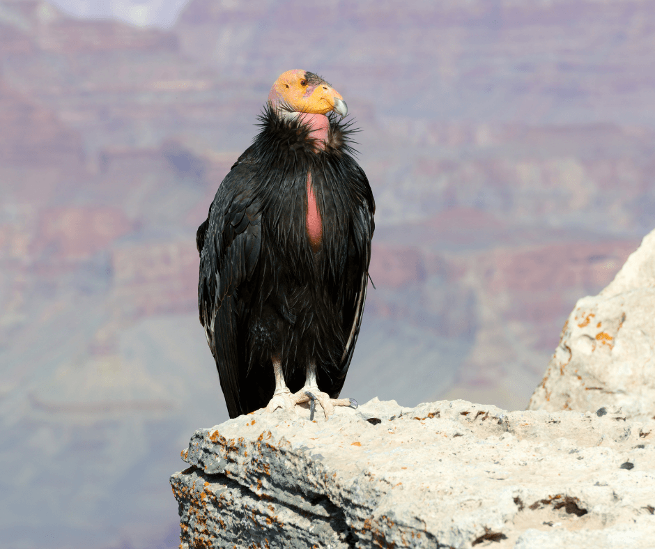 California Condor perched on cliff side