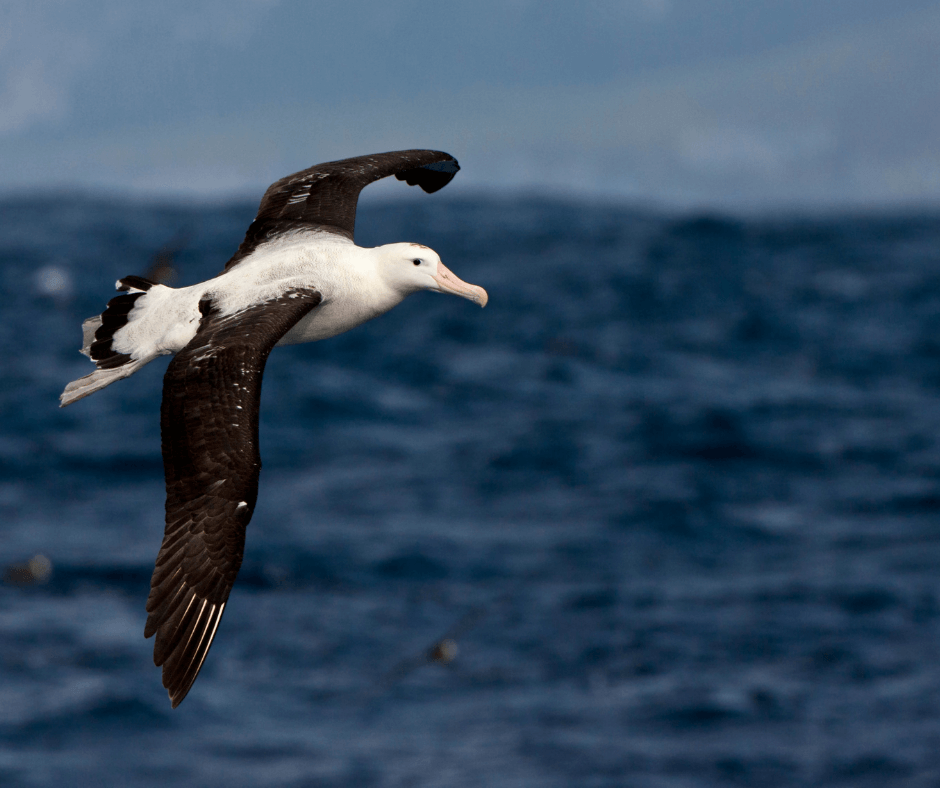 Tristan Albatross flying over ocean