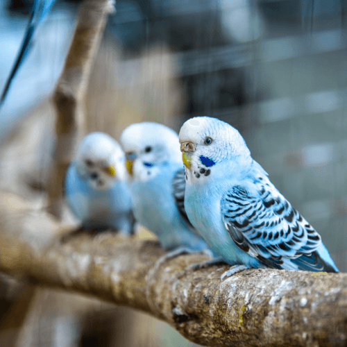Budgies being kept outdoors