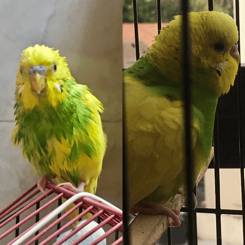 2 cold budgies with puffed up feathers