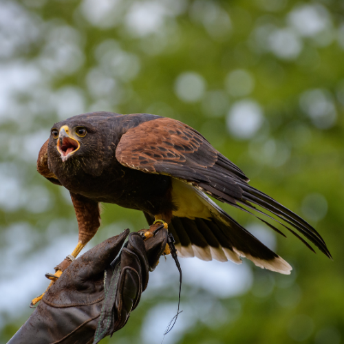 Falconry Hawk