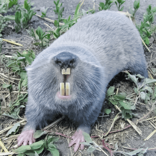 cape dune mole rat showing its teeth