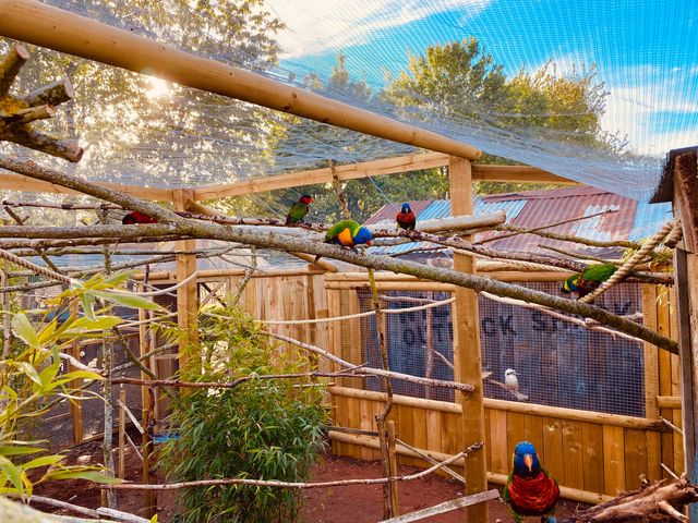 Mesh on zoo enclosure roof for lorikeets