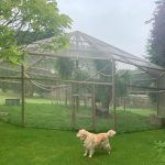 Macaw aviary with dog standing outside