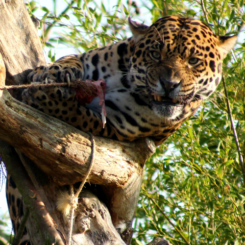 Jaguar food enrichment in tree