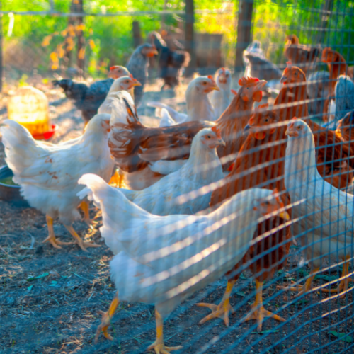Chickens behind aviary mesh to prevent spread of avian flu